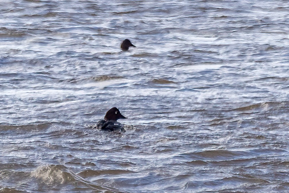 Common Goldeneye - ML646549889