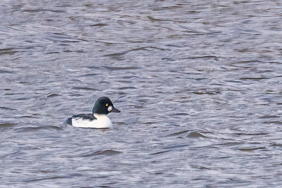 Common Goldeneye - ML646549890