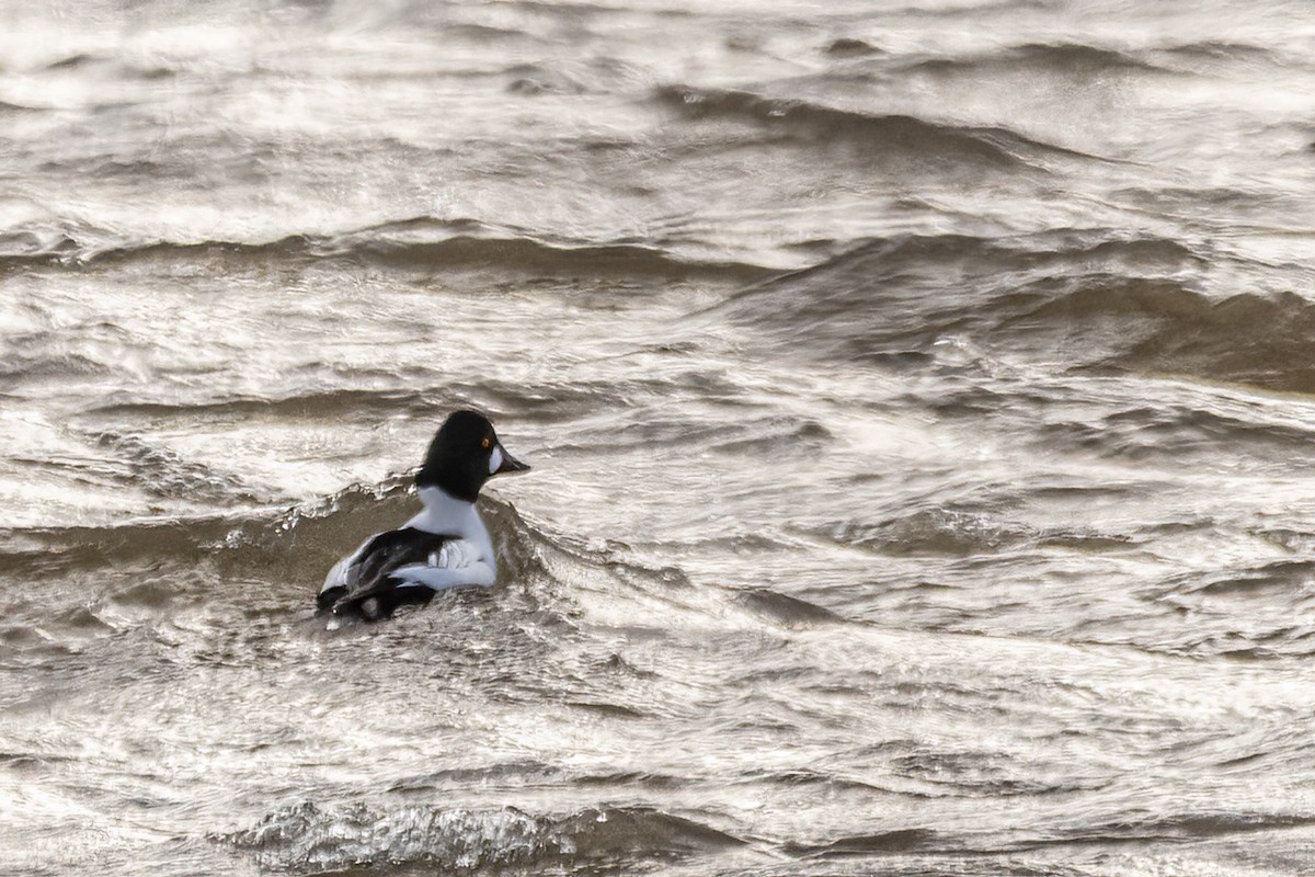 Common Goldeneye - ML646549892