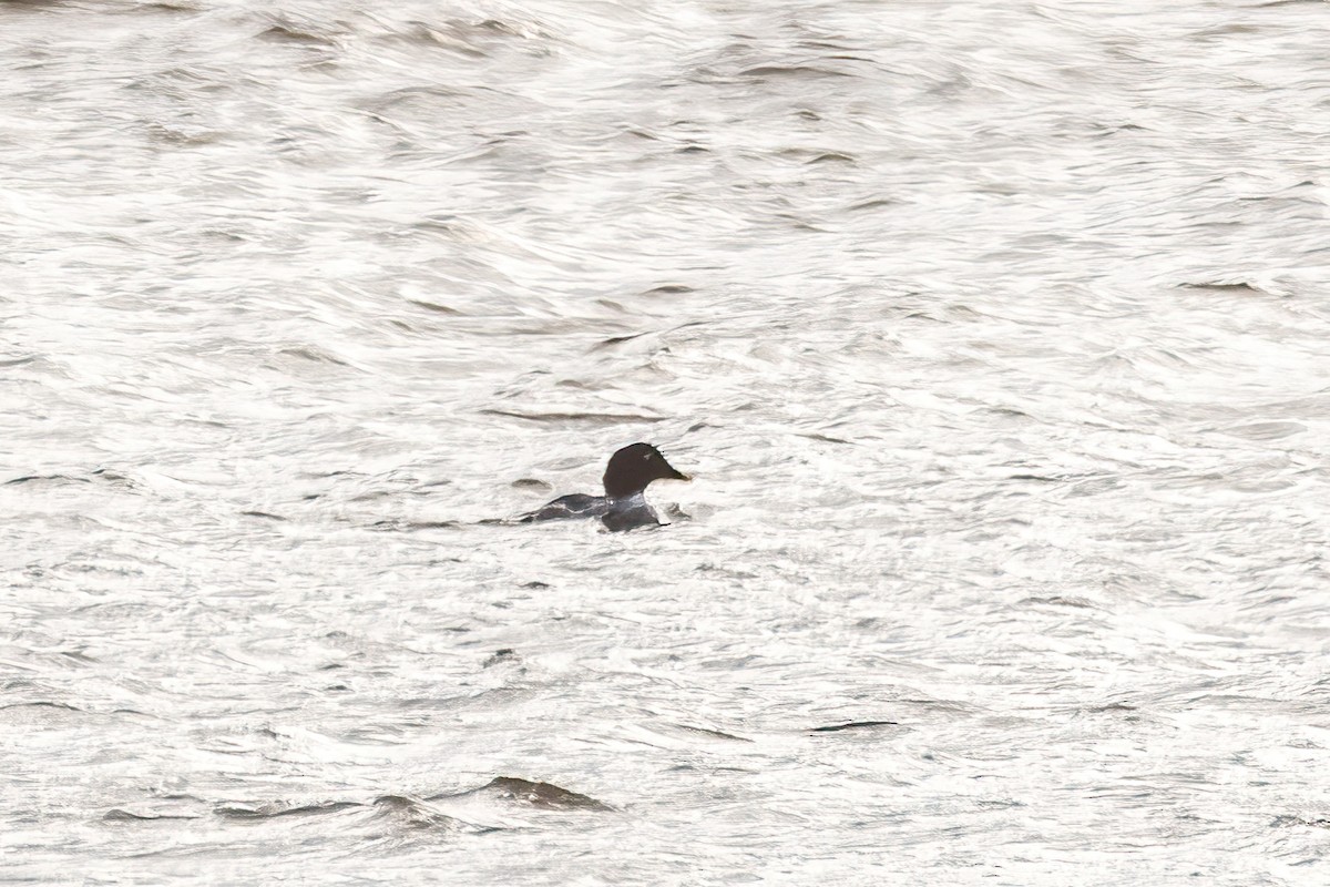 Common Goldeneye - ML646549893
