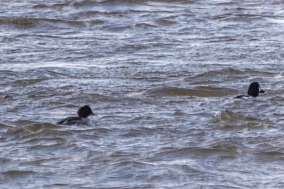 Common Goldeneye - ML646549894