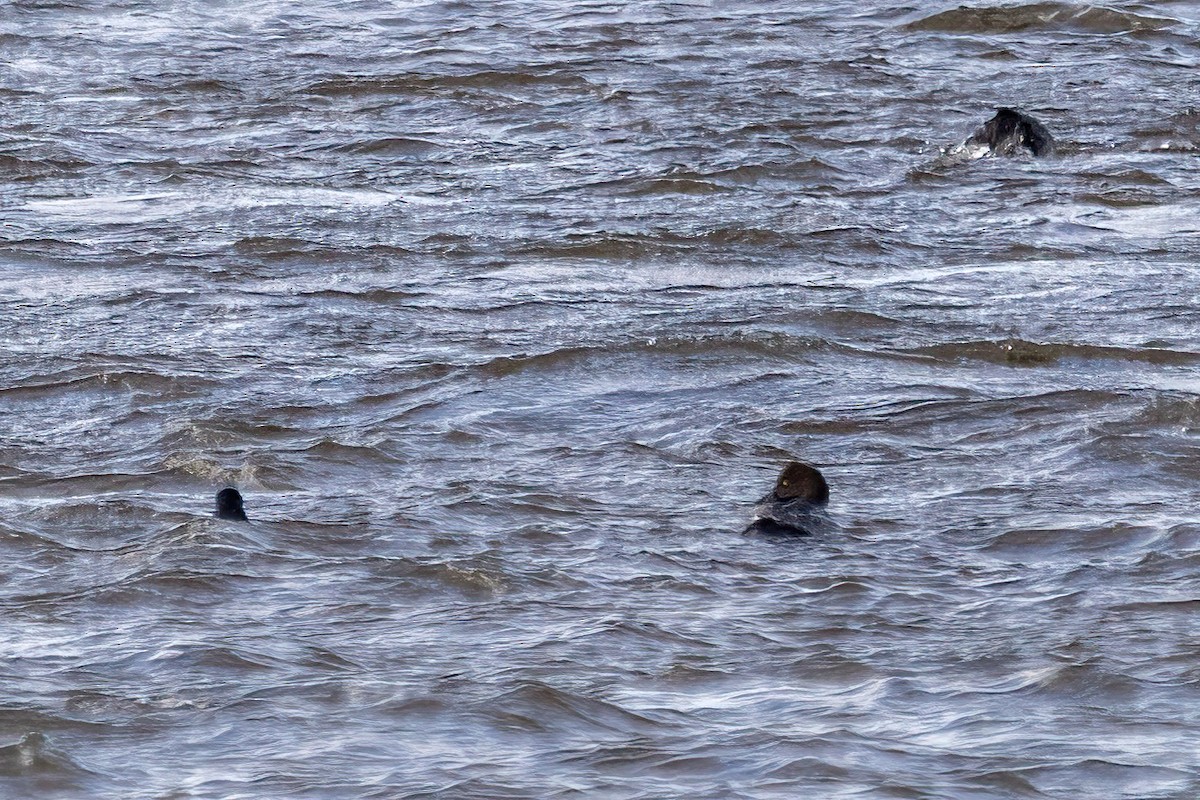 Common Goldeneye - ML646549895