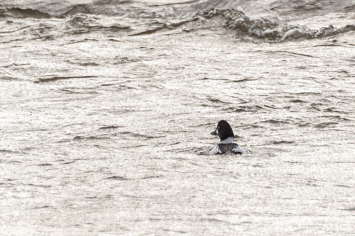 Common Goldeneye - ML646549896