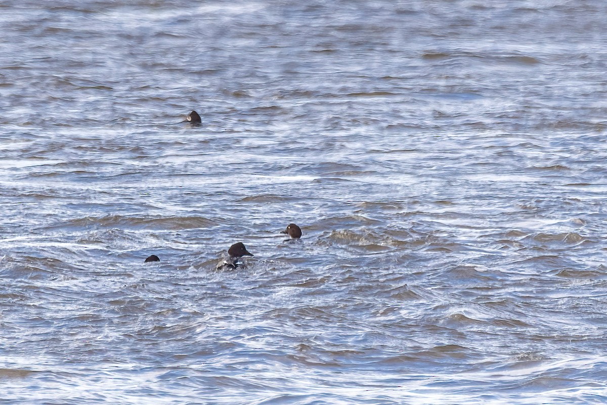 Common Goldeneye - ML646549897