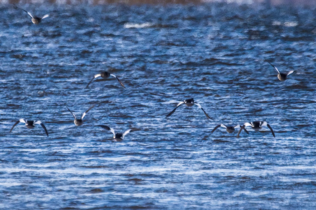Common Goldeneye - ML646549898