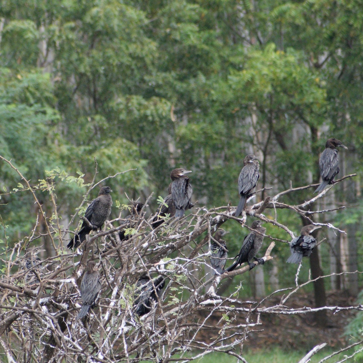 Kara Küçük Karabatak - ML646549899