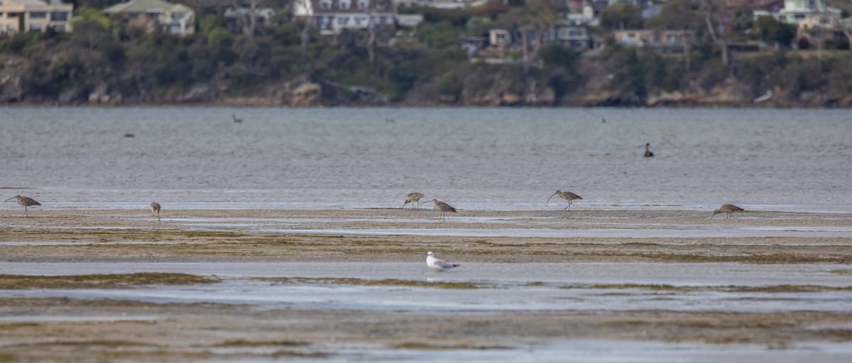 Far Eastern Curlew - ML646549900