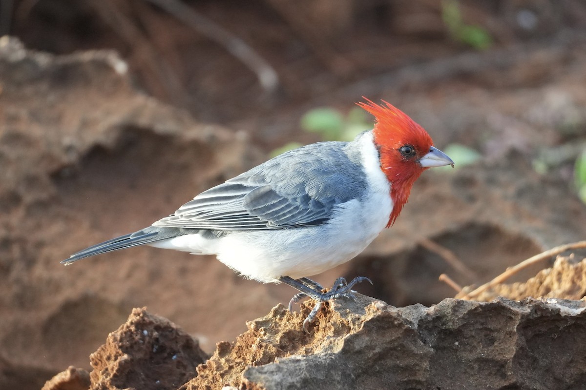 Краснохохлая танагра-кардинал - ML646549903