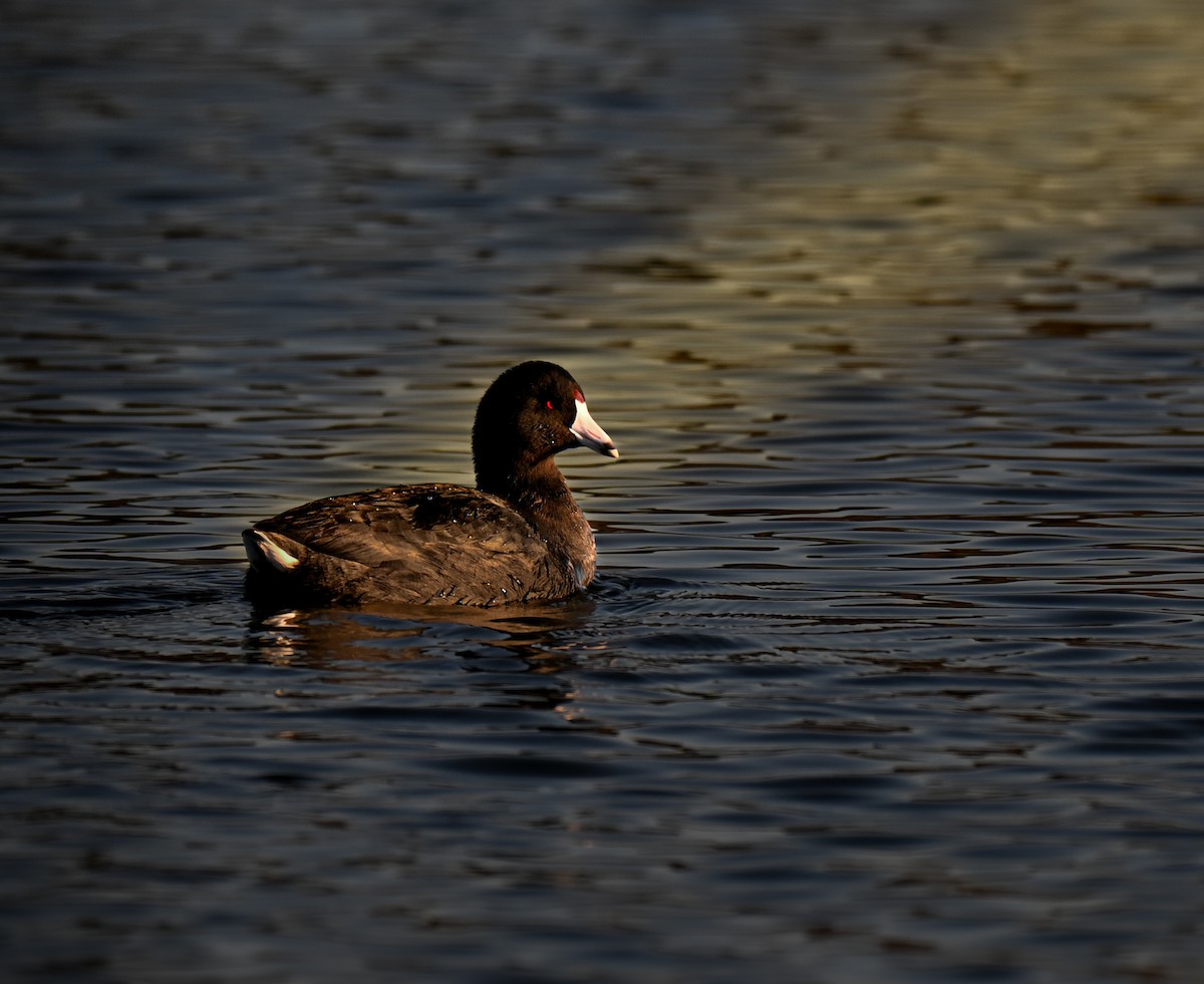 American Coot (Red-shielded) - ML646549906