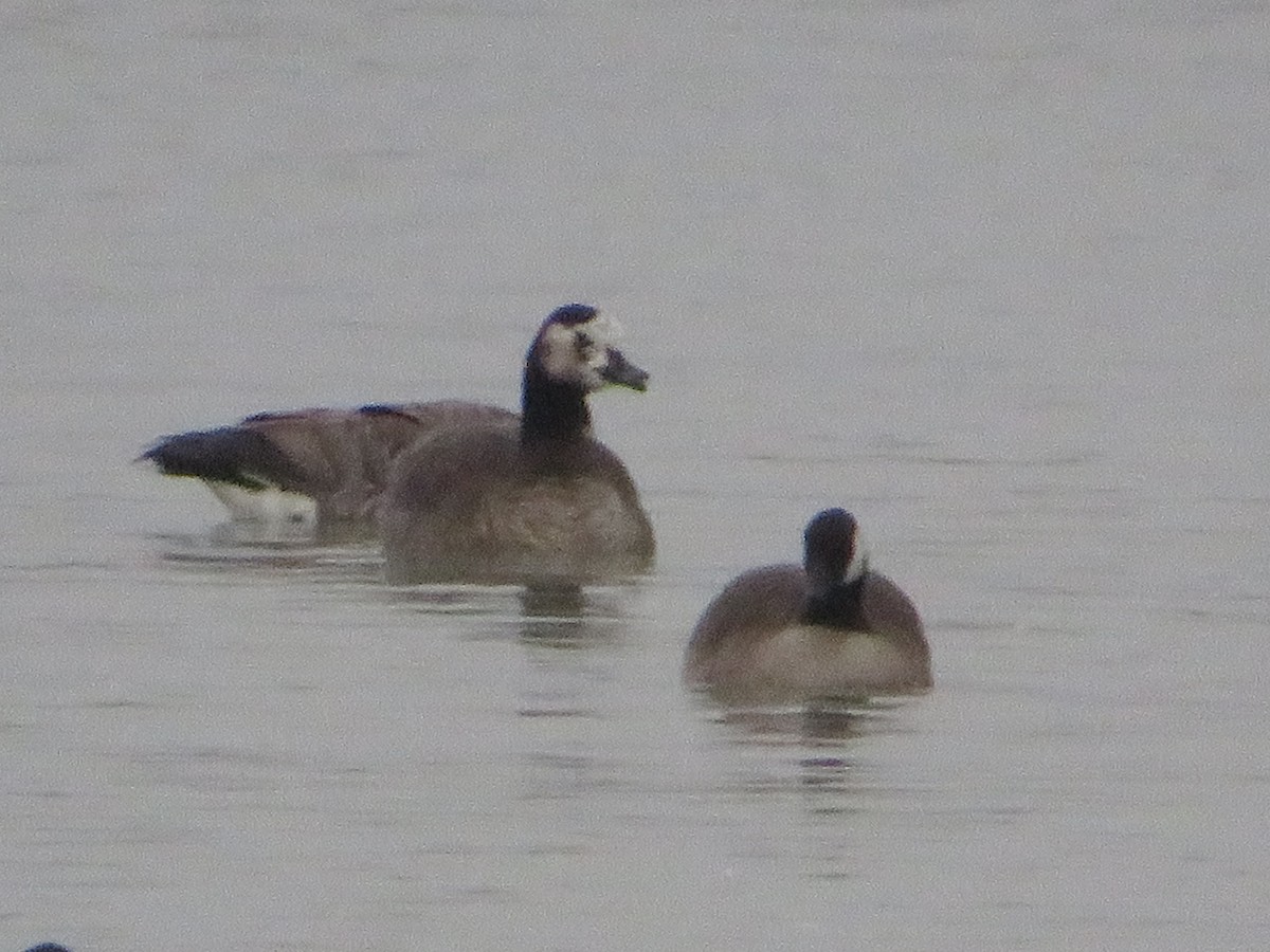 Greater White-fronted x Canada Goose (hybrid) - ML646549907