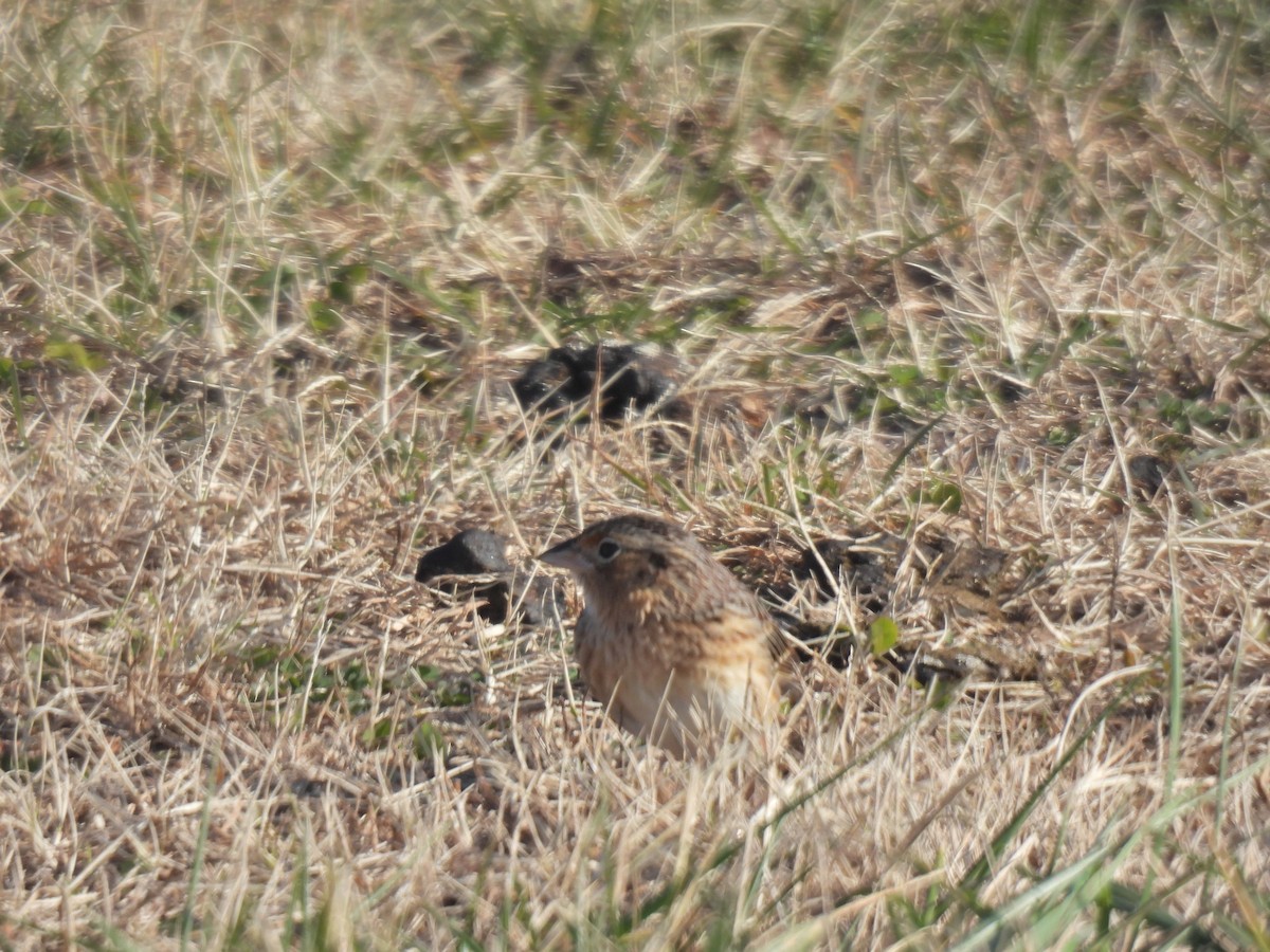 Grasshopper Sparrow - ML646549908