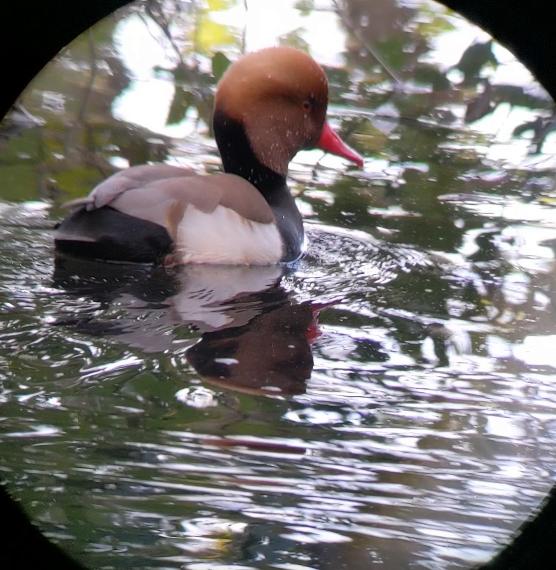 Red-crested Pochard - ML646549909