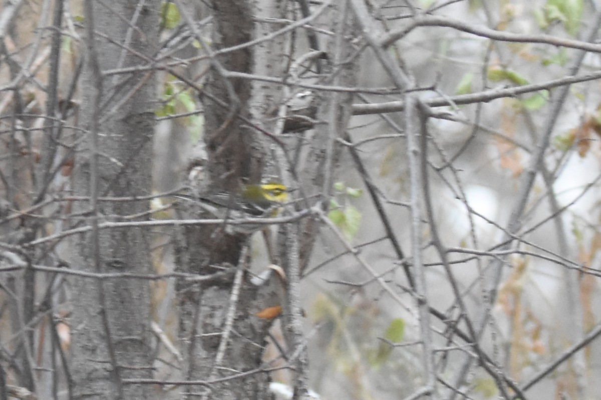 タウンゼンドアメリカムシクイ - ML646549911