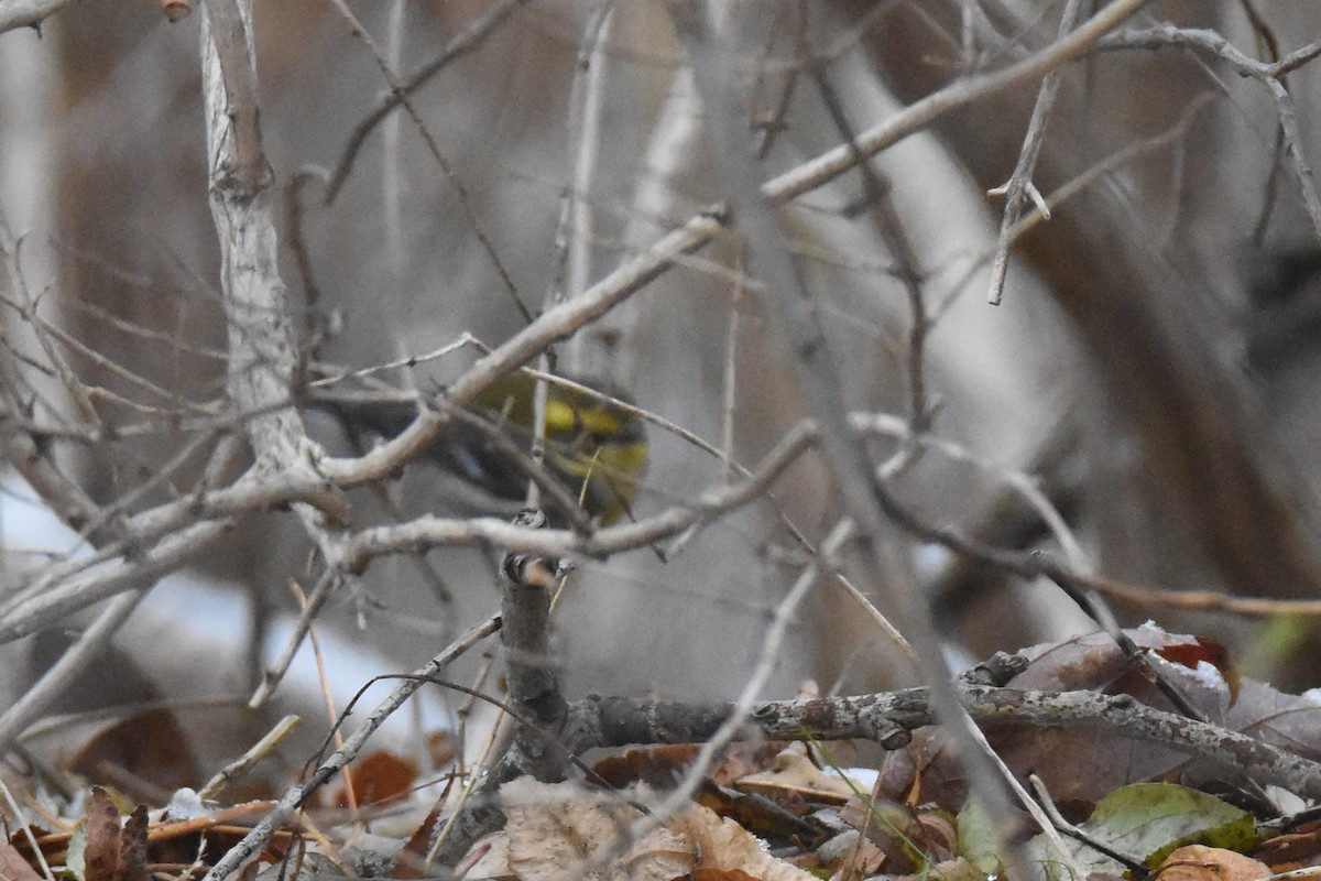 タウンゼンドアメリカムシクイ - ML646549912