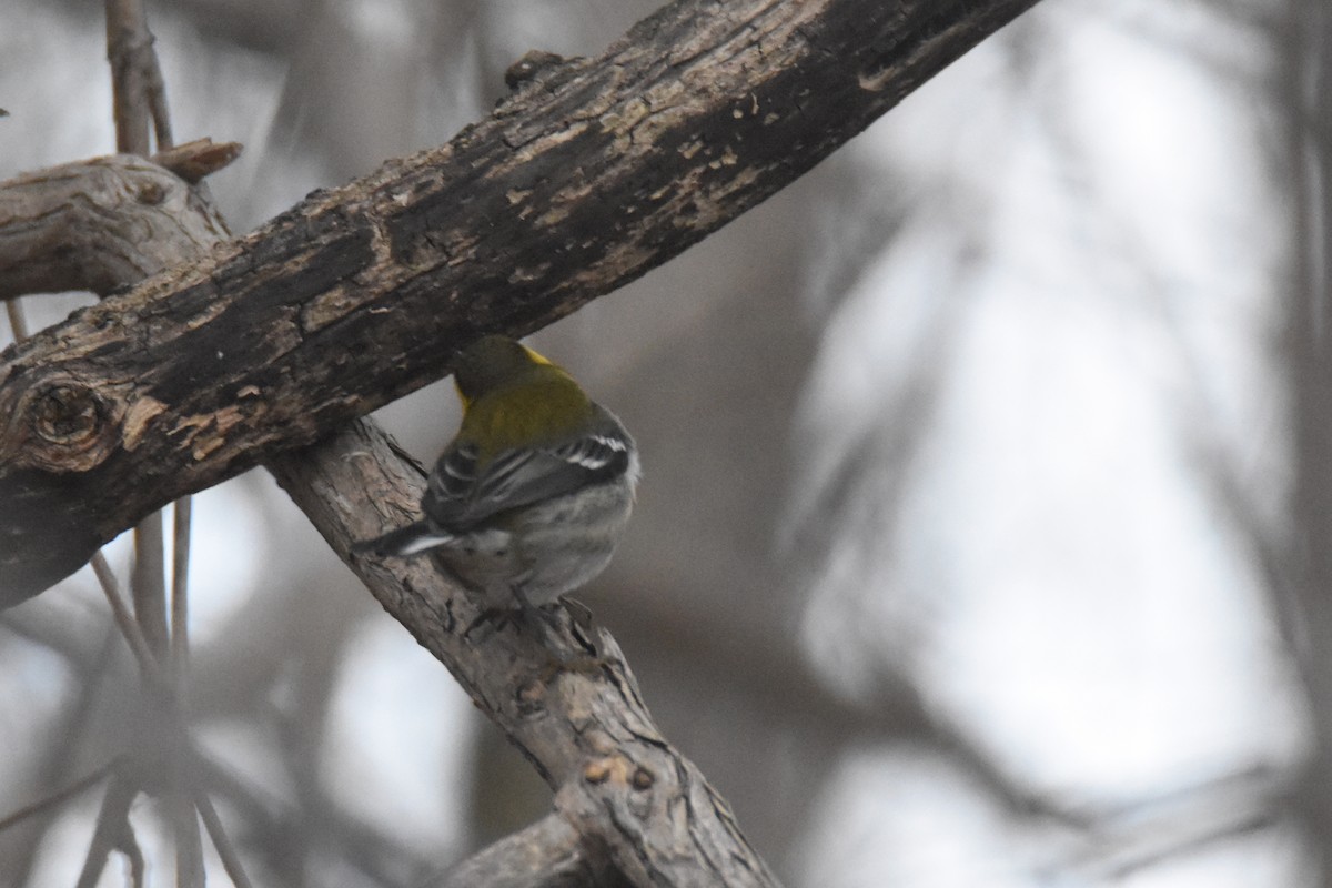 タウンゼンドアメリカムシクイ - ML646549913