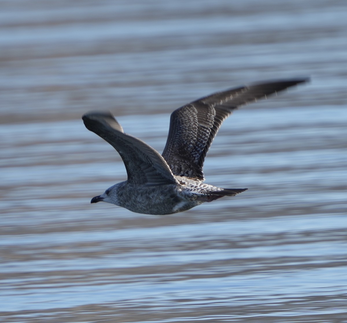 American Herring Gull - ML646549914