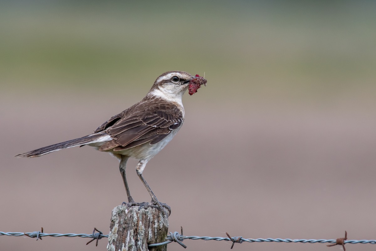 Chalk-browed Mockingbird - ML646549916