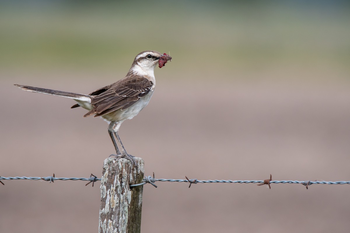 Chalk-browed Mockingbird - ML646549917