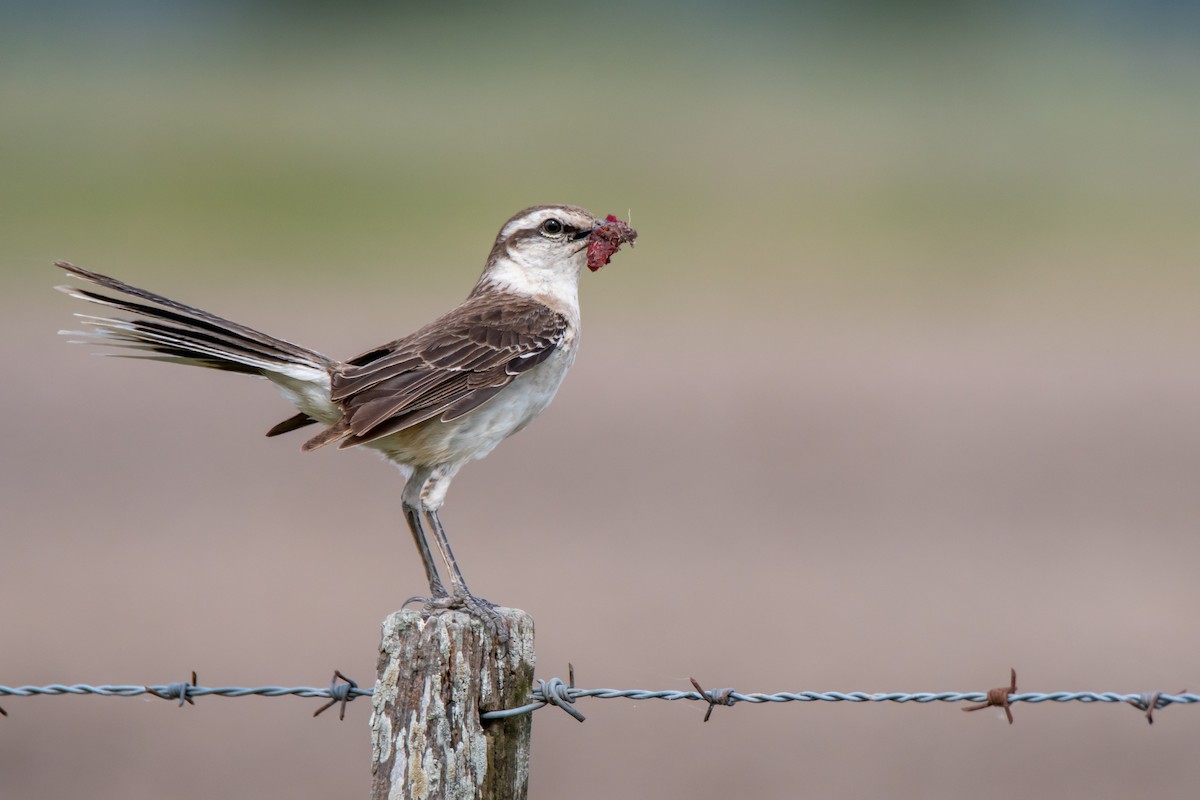 Chalk-browed Mockingbird - ML646549919