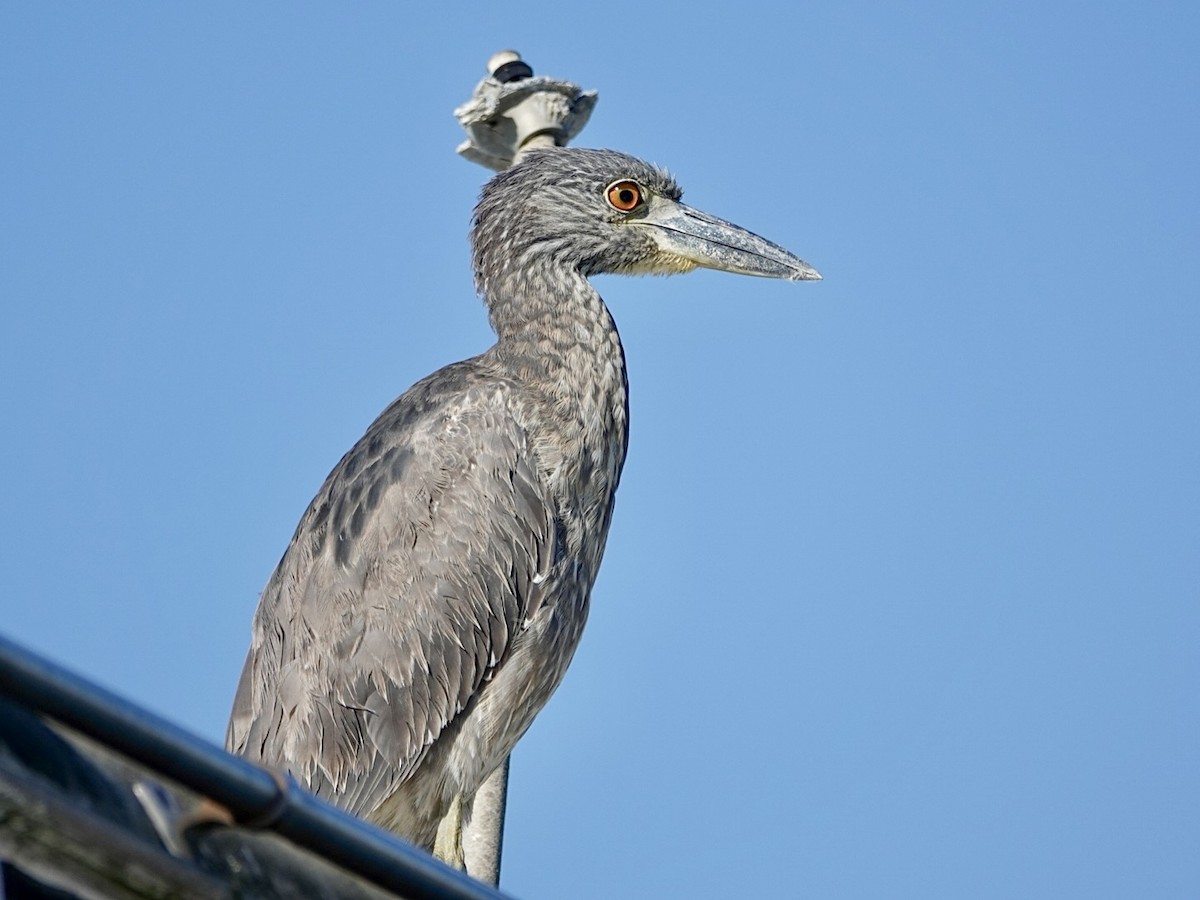 シラガゴイ - ML646549920