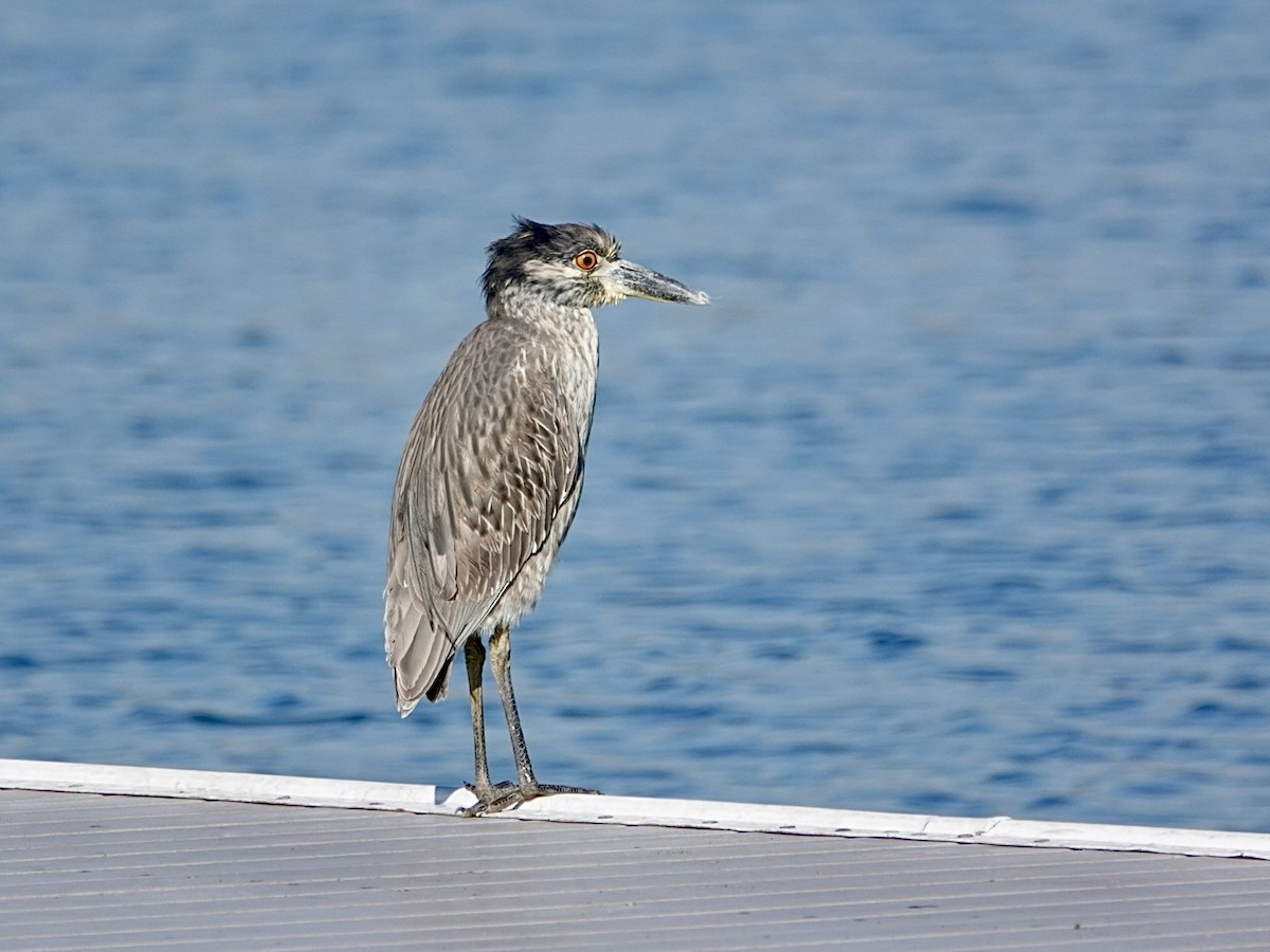 シラガゴイ - ML646549921