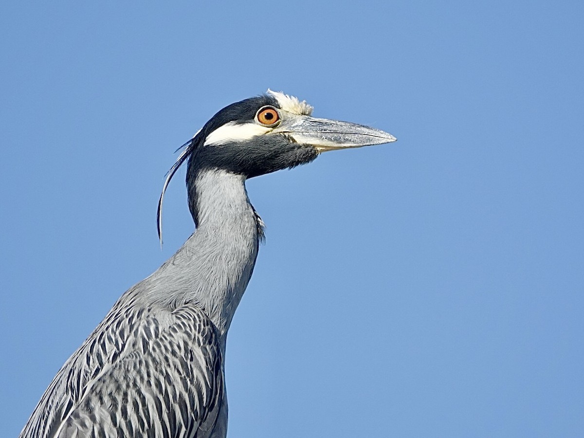 シラガゴイ - ML646549922