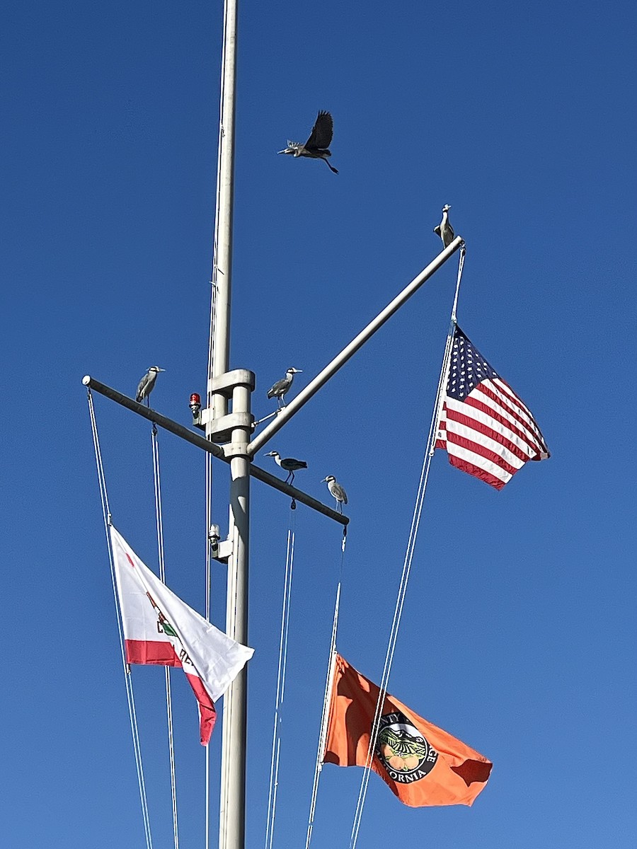 シラガゴイ - ML646549923