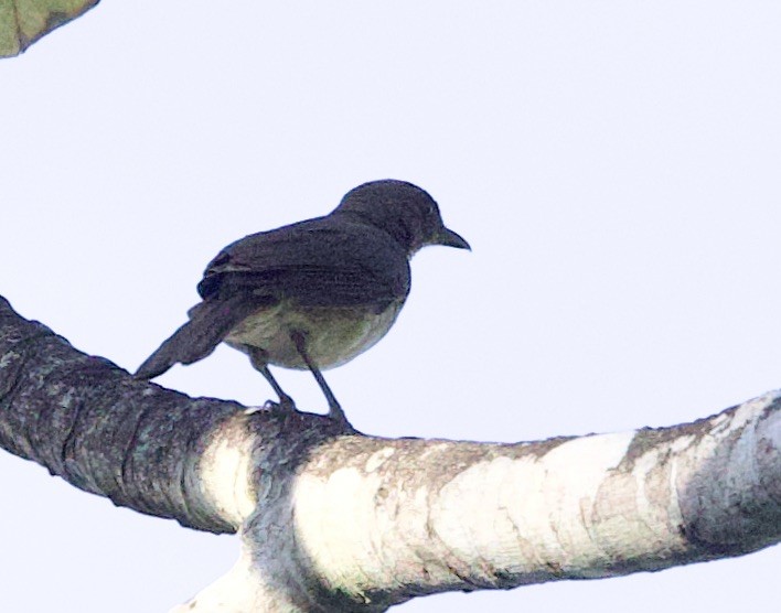 Zorzal Piquinegro (Amazónico) - ML646549924