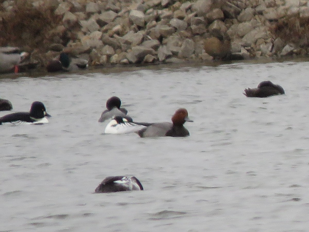 polák americký - ML646549928