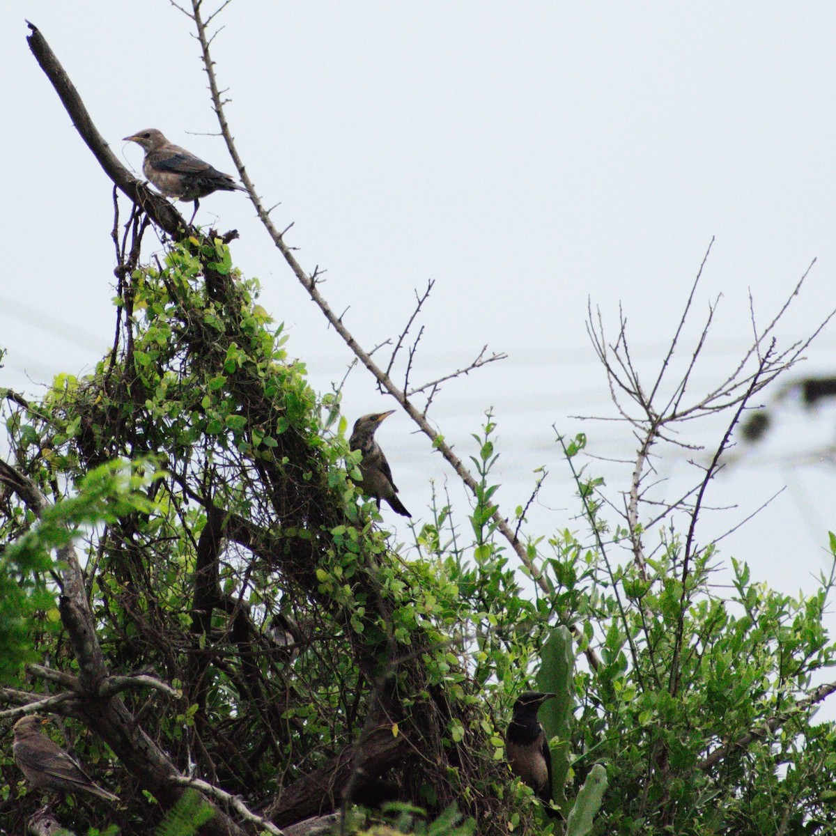 Rosy Starling - ML646549932