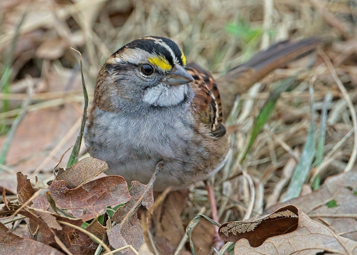 White-throated Sparrow - ML646549934