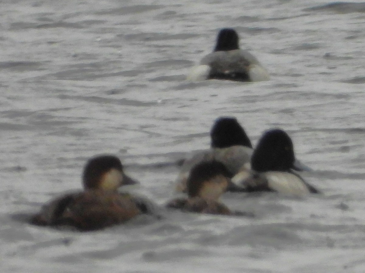 bergand - ML646549935