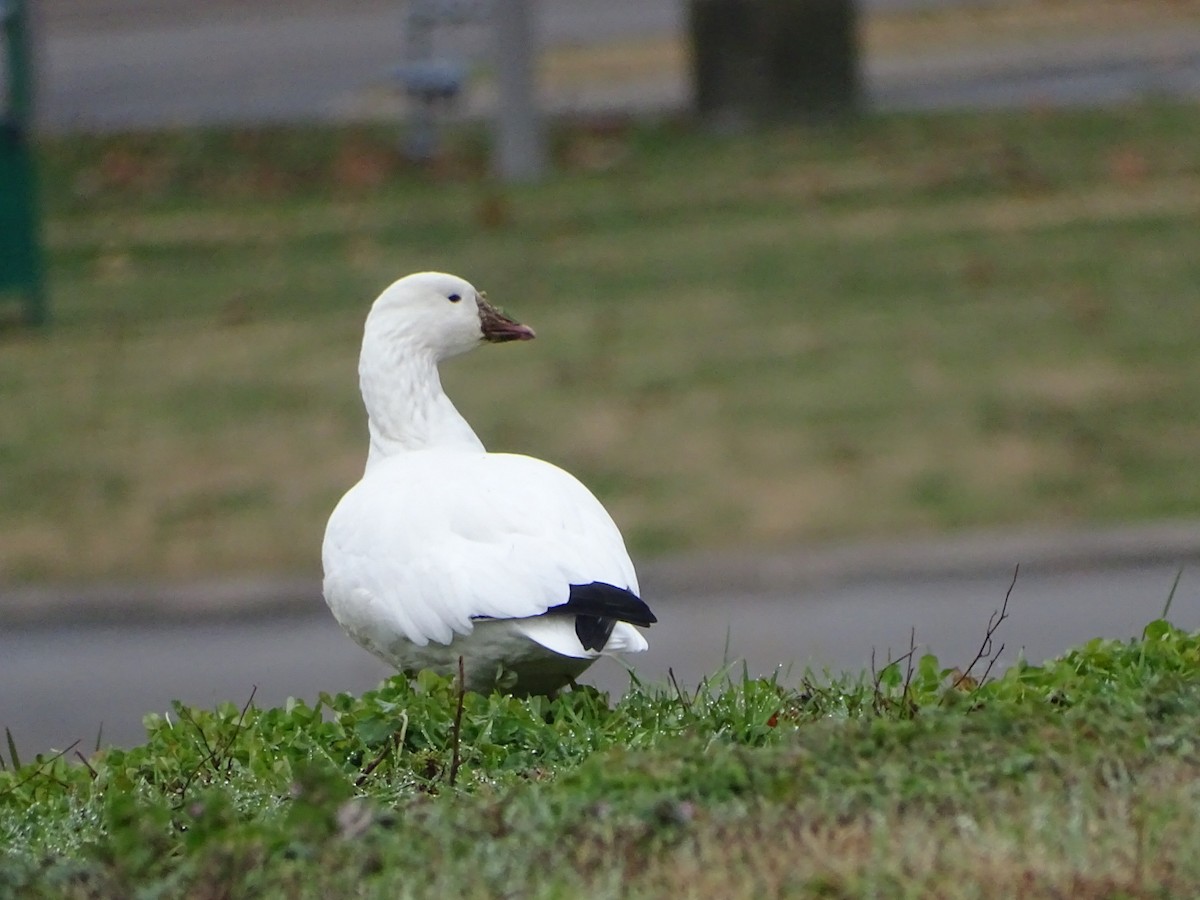 Ross's Goose - ML646549936