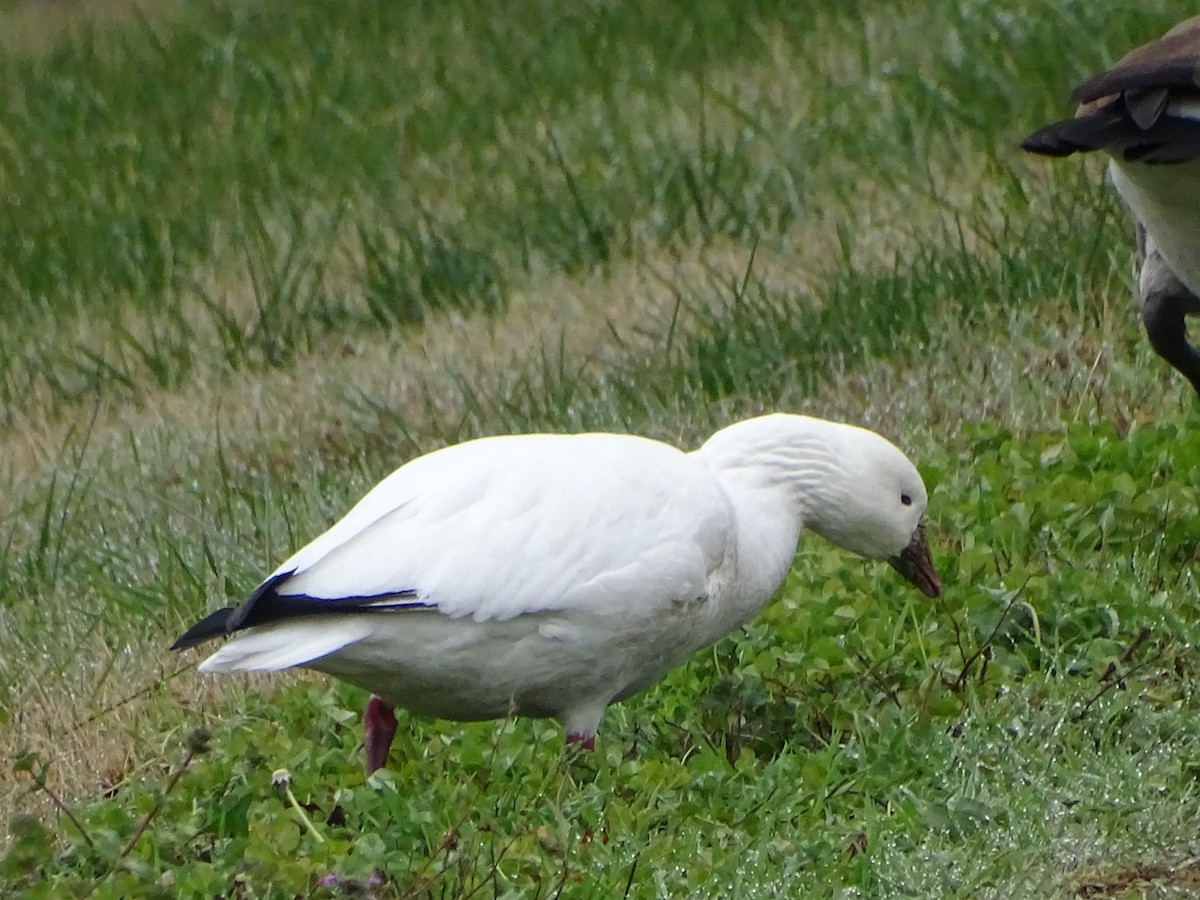 Ross's Goose - ML646549937