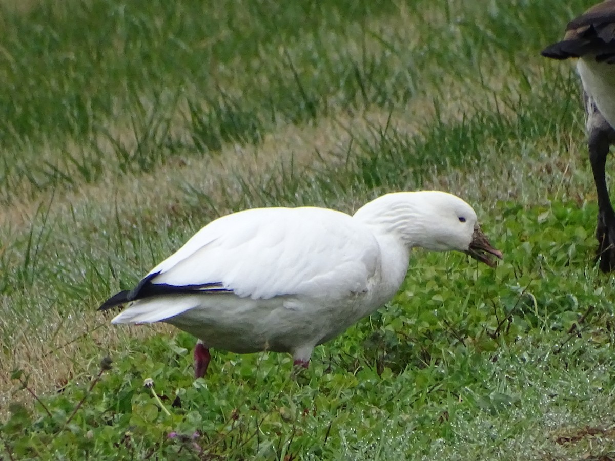 Ross's Goose - ML646549938
