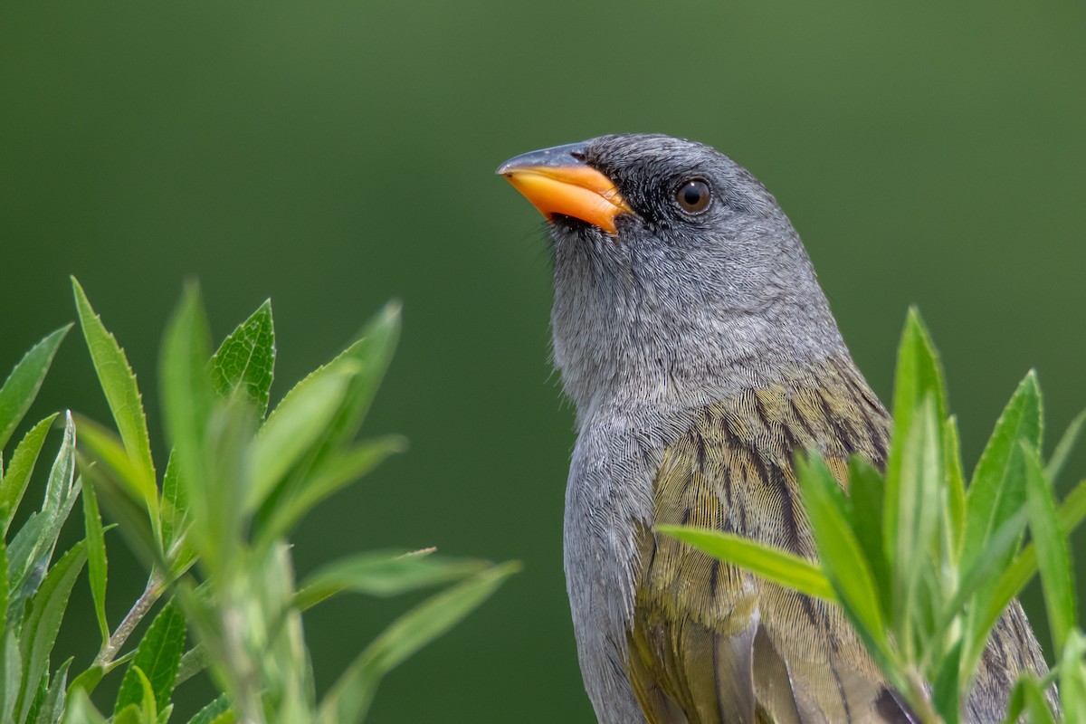 Great Pampa-Finch - ML646549941