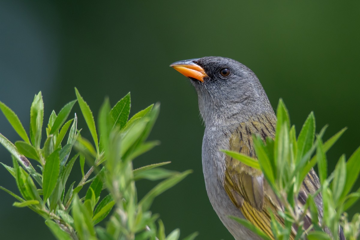 Great Pampa-Finch - ML646549942