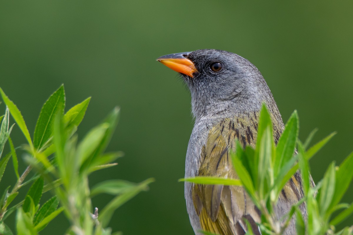 Great Pampa-Finch - ML646549943