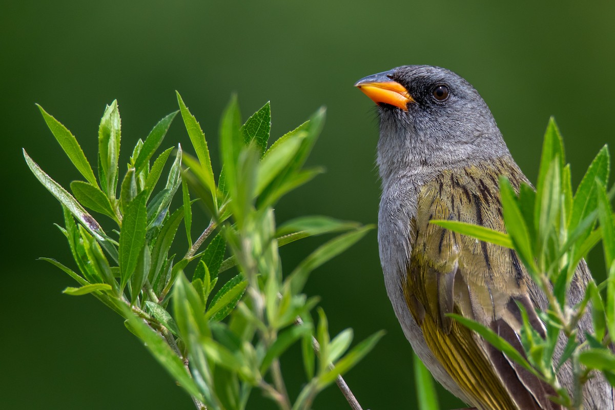 Great Pampa-Finch - ML646549944