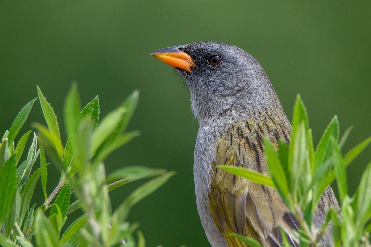 Great Pampa-Finch - ML646549945