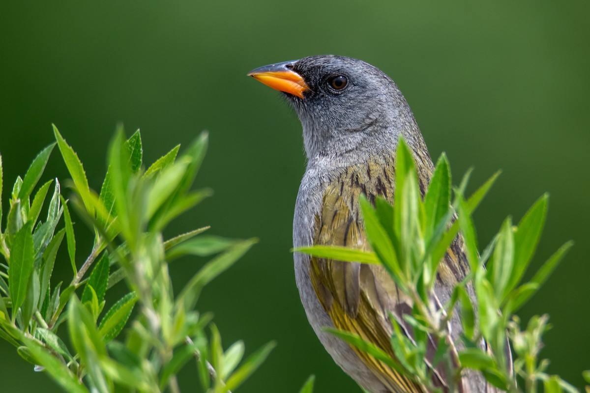 Great Pampa-Finch - ML646549946