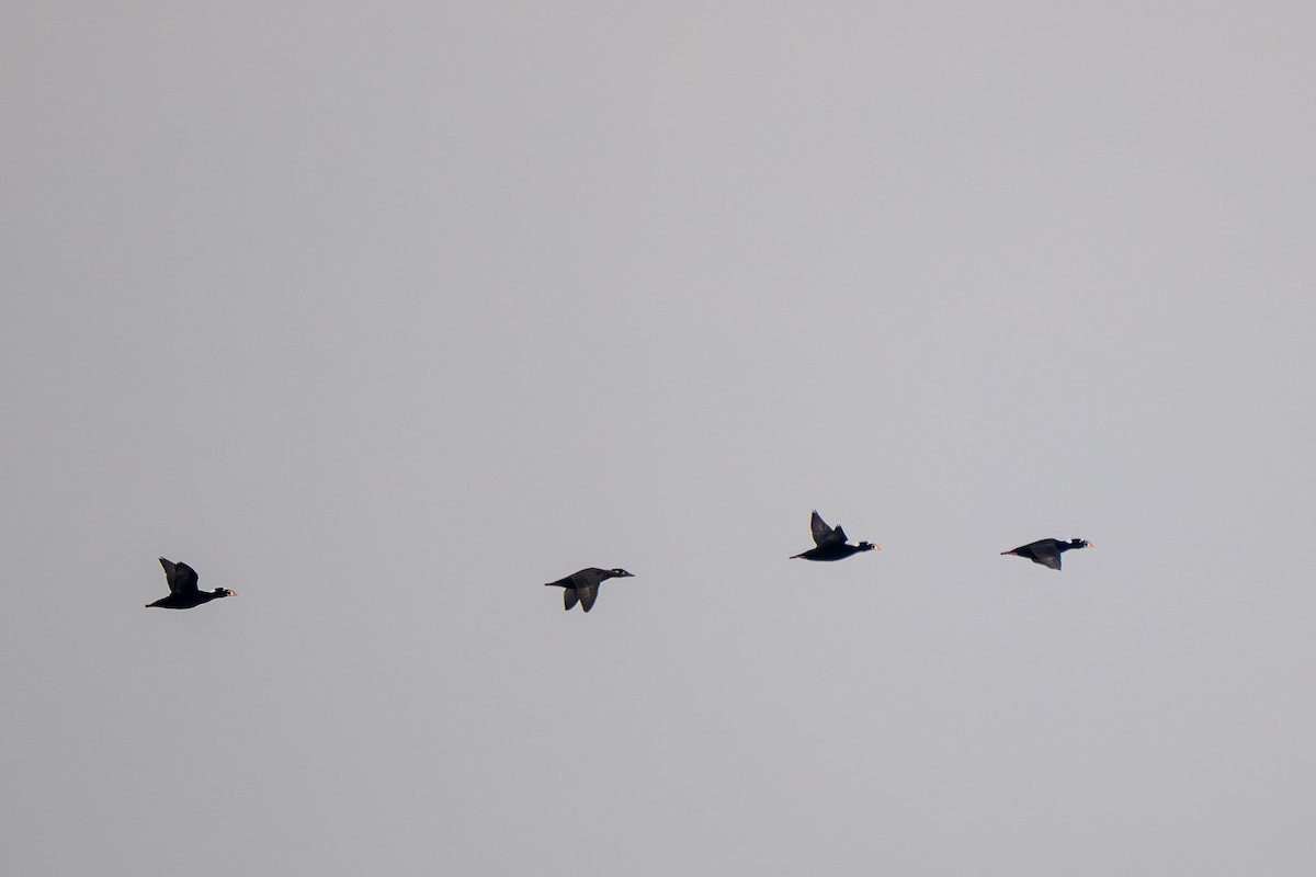 Brillenente - ML646549951