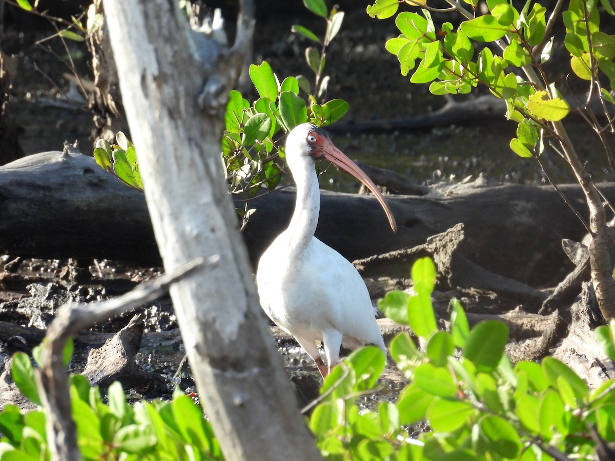 ibis bílý - ML646549955