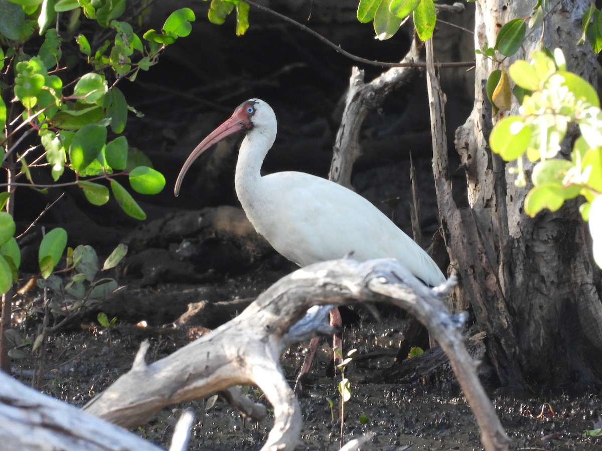 ibis bílý - ML646549956