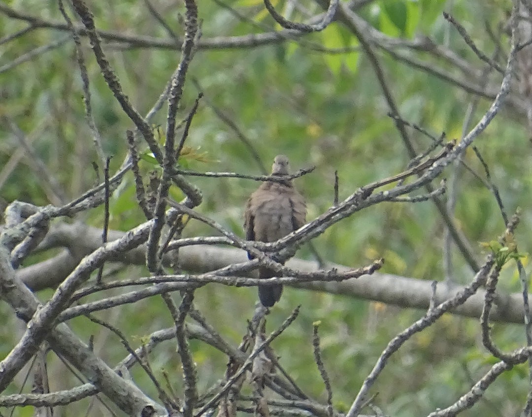 フナシスズメバト - ML646549962