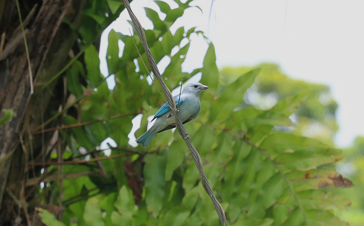 Blue-gray Tanager - ML646549965