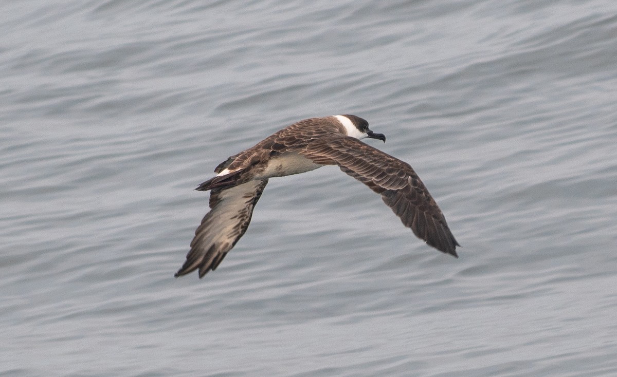 Great Shearwater - ML646549966
