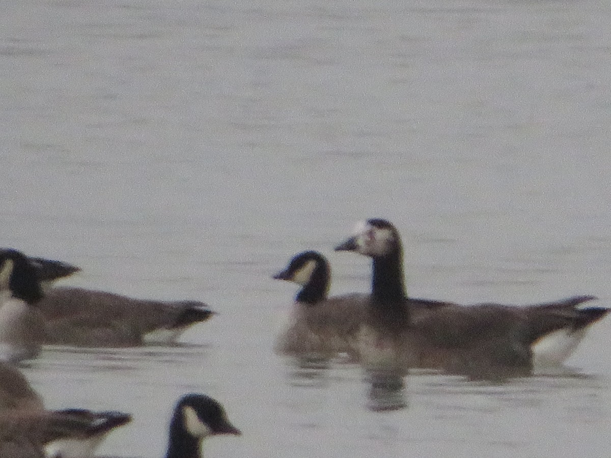 Greater White-fronted x Canada Goose (hybrid) - ML646549967
