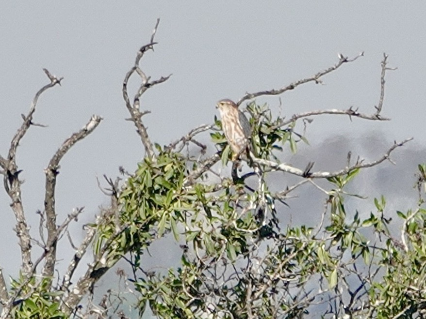 Хайргууна шонхор - ML646549968