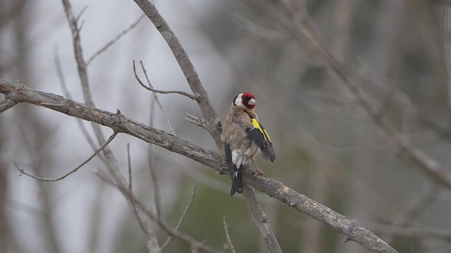 European Goldfinch - ML646549969
